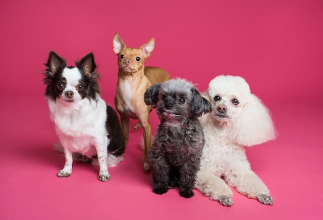 Evde Bakılabilecek Köpek Cinsleri Nelerdir?